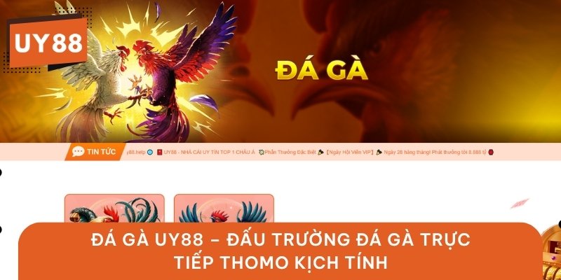 Đá Gà UY88 – Đấu Trường Đá Gà Trực Tiếp Thomo Kịch Tính